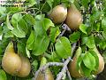 2003-0906pears