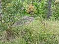 2003-0907forest