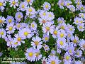 2003-0928daisies