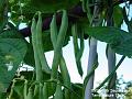 2003-0929beans