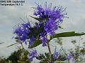 2003-0930blueflower