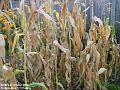 2003-1006Sweetcorn
