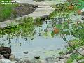 2003-1008pond