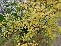 2003-1010autumn