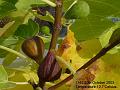2003-1020figs