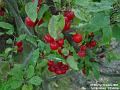 2003-1021CrabApple