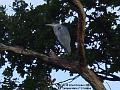 2003-1022Heron