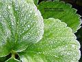2003-1024Frost