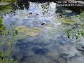 2003-1025pond