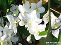 2003-1026Japonica
