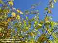 2003-1028autumnleaves