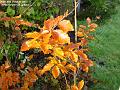 2003-1030Beech