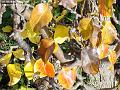 2003-1106leaves