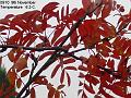 2003-1109rowan