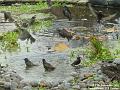 2003-1110Starlings