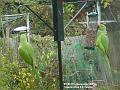 2003-1111Parakites