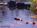2003-1112Rain