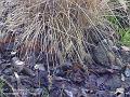 2003-1113grass