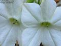 2003-1115whiteflower