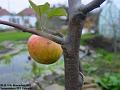 2003-1118Apple