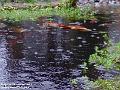 2003-1122Rain