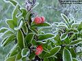 2003-1128Firethorn