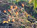 2003-1130Rosehip