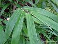 2003-1202Bamboo