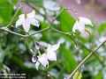 2003-1206JaponicaSoleium