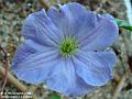 2003-1209Clematis