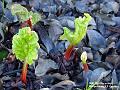 2003-1215rhubarb