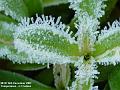 2003-1216Frost
