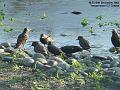 2003-1218Starlings