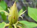 2003-1219RhododendronBud