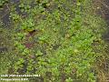 2003-1226Mordenpond