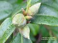 2004-0102Camelia
