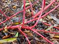 2004-0104RedBranches