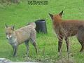 2004-0111Foxes