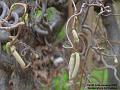 2004-0113Witchhazel