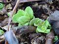 2004-0116Perennial
