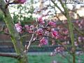 2004-0117Reibes