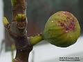 2004-0126fig