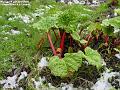 2004-0130rhubarb