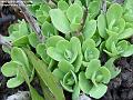 2004-0202greens