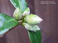 2004-0204Camelia