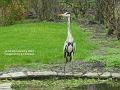 2004-0206aHeron