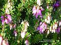 2004-0207Heather