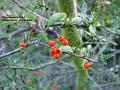 2004-0209Firethorn