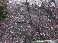 2004-0211Tree