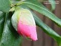 2004-0213Camelia